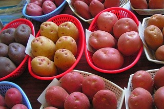 Продажа картофеля